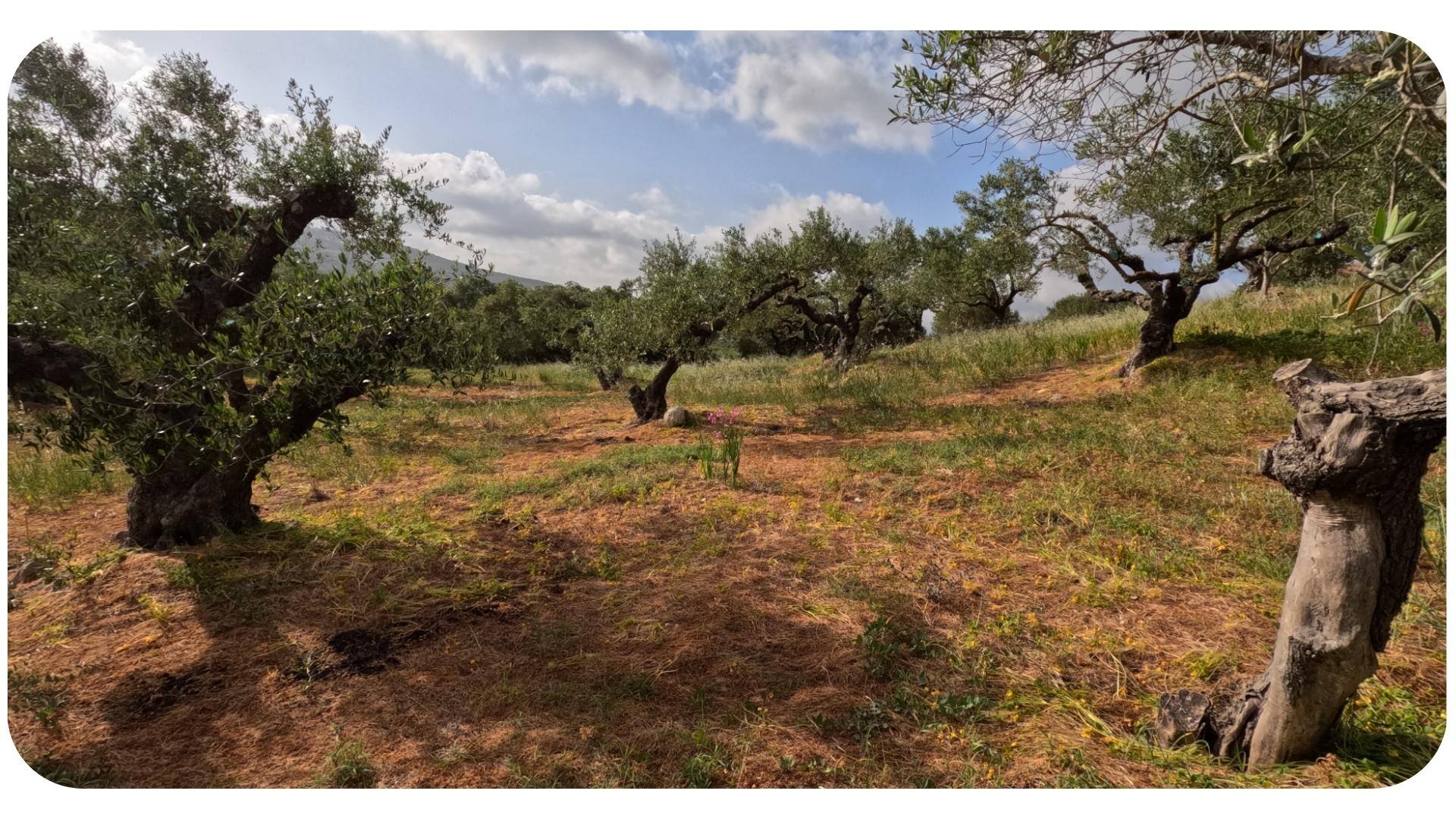  Olive groves, Heraklion Crete